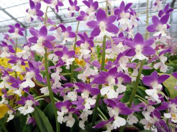 エビネ 蘭裕園 Ranyuen