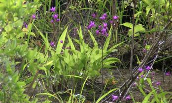 シラン 蘭裕園 Ranyuen