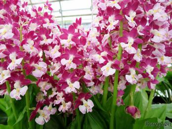 エビネ 蘭裕園 Ranyuen