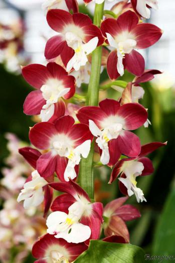 エビネ 蘭裕園 Ranyuen