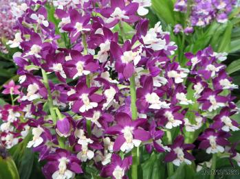 エビネ 蘭裕園 Ranyuen