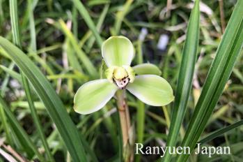 春蘭 蘭裕園 Ranyuen