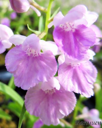 アワチドリ・夢ちどり 蘭裕園 Ranyuen