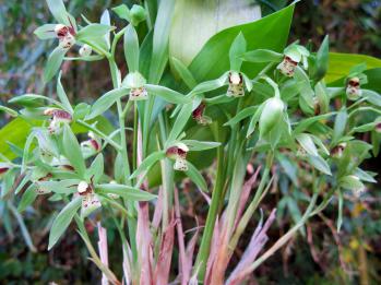 アキザキナギラン 蘭裕園 Ranyuen