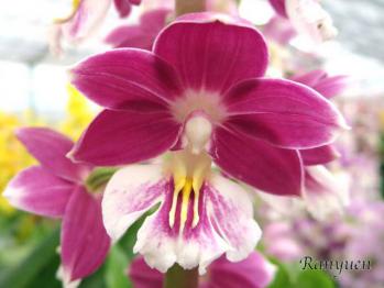 エビネ 蘭裕園 Ranyuen