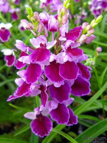 アワチドリ・夢ちどり 蘭裕園 Ranyuen