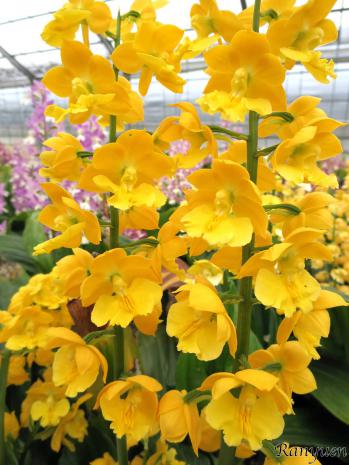 エビネ 蘭裕園 Ranyuen