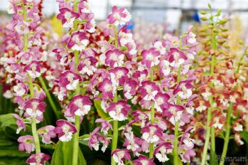 エビネ 蘭裕園 Ranyuen