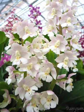 エビネ 蘭裕園 Ranyuen