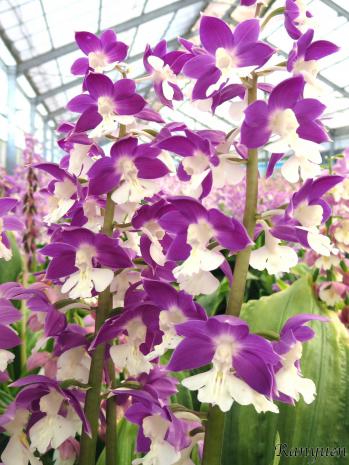 エビネ 蘭裕園 Ranyuen