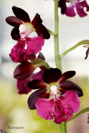 エビネ 蘭裕園 Ranyuen