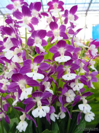 エビネ 蘭裕園 Ranyuen