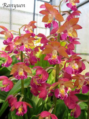エビネ 蘭裕園 Ranyuen