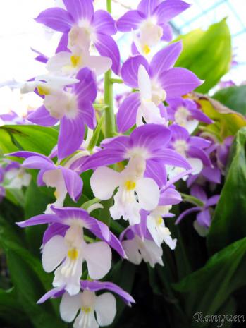 エビネ 蘭裕園 Ranyuen