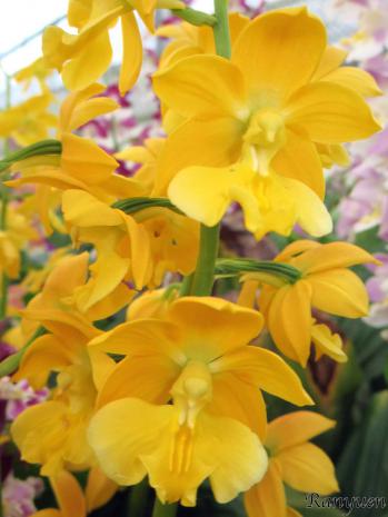 エビネ 蘭裕園 Ranyuen