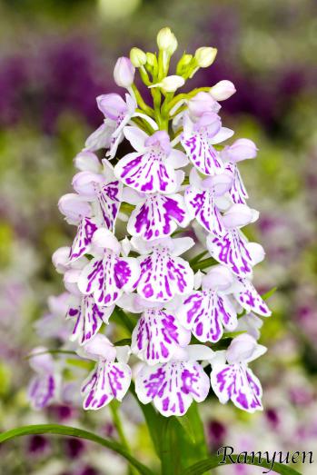 アワチドリ・夢ちどり 蘭裕園 Ranyuen