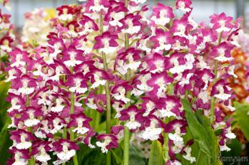 エビネ 蘭裕園 Ranyuen