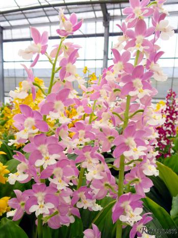 エビネ 蘭裕園 Ranyuen