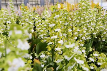 エビネ 蘭裕園 Ranyuen