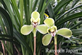 春蘭 蘭裕園 Ranyuen