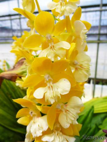 エビネ 蘭裕園 Ranyuen