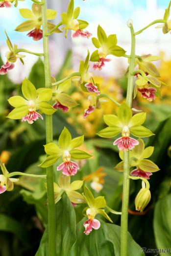 エビネ 蘭裕園 Ranyuen