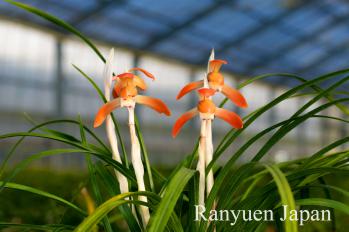 春蘭 蘭裕園 Ranyuen