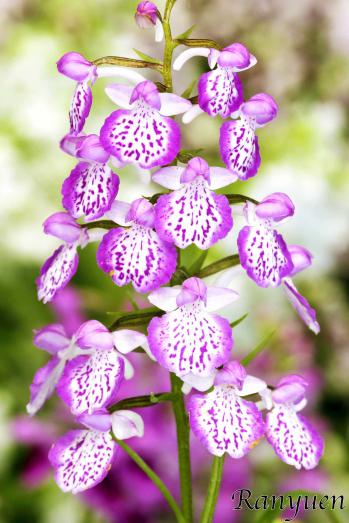 アワチドリ・夢ちどり 蘭裕園 Ranyuen