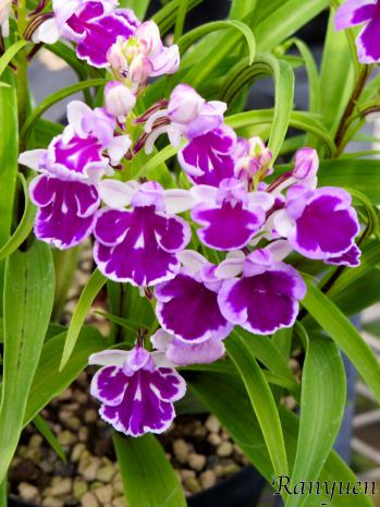 アワチドリ・夢ちどり 蘭裕園 Ranyuen