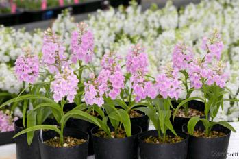 アワチドリ・夢ちどり 蘭裕園 Ranyuen