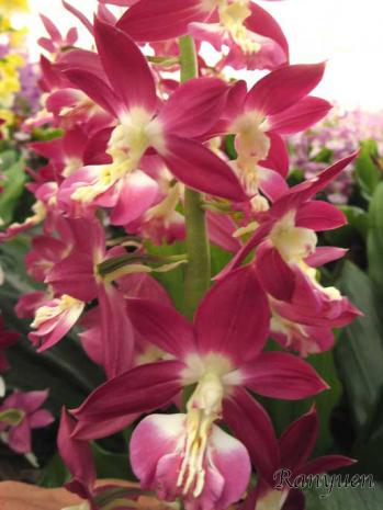 エビネ 蘭裕園 Ranyuen