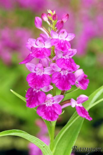 アワチドリ・夢ちどり 蘭裕園 Ranyuen