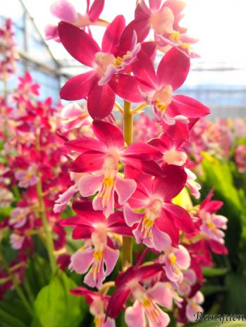 エビネ 蘭裕園 Ranyuen