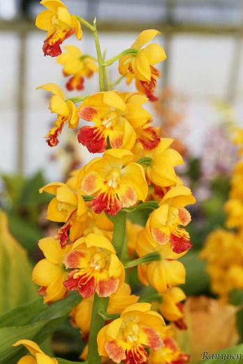 エビネ 蘭裕園 Ranyuen