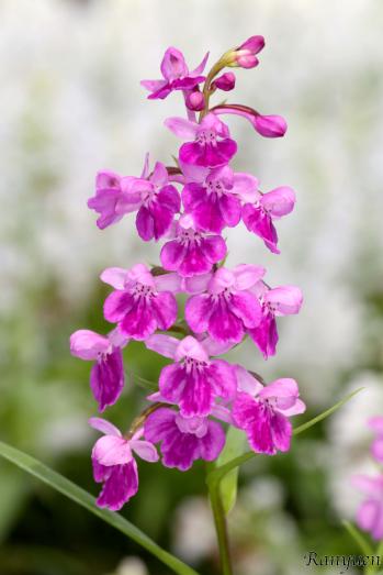 アワチドリ・夢ちどり 蘭裕園 Ranyuen