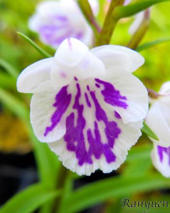 アワチドリ・夢ちどり 蘭裕園 Ranyuen