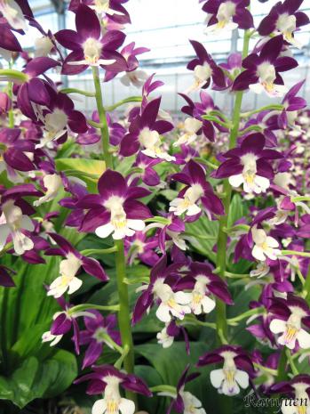 エビネ 蘭裕園 Ranyuen