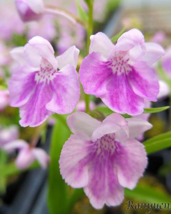 アワチドリ・夢ちどり 蘭裕園 Ranyuen