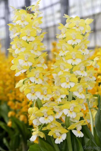 エビネ 蘭裕園 Ranyuen