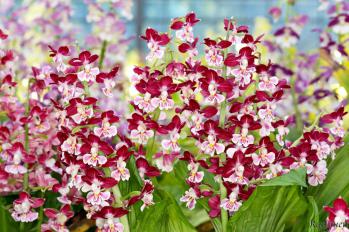 エビネ 蘭裕園 Ranyuen