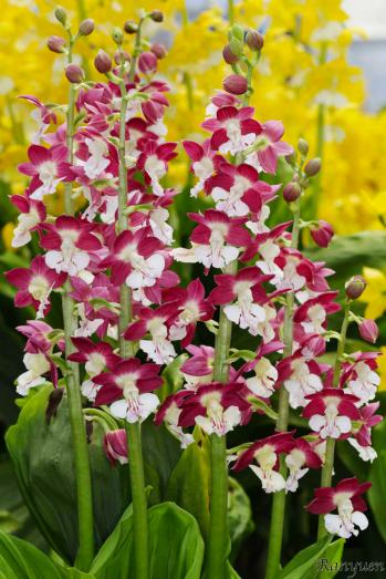 エビネ 蘭裕園 Ranyuen