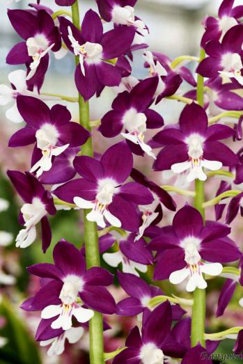 エビネ 蘭裕園 Ranyuen