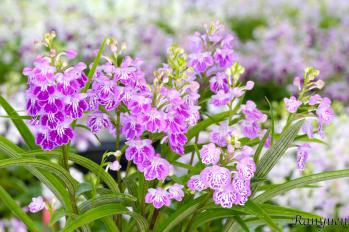 アワチドリ・夢ちどり 蘭裕園 Ranyuen