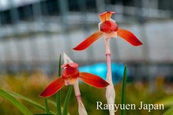 春蘭 蘭裕園 Ranyuen