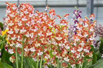 エビネ 蘭裕園 Ranyuen