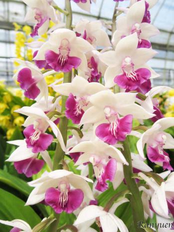 エビネ 蘭裕園 Ranyuen