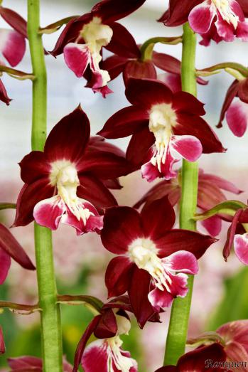 エビネ 蘭裕園 Ranyuen