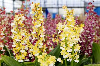 エビネ 蘭裕園 Ranyuen