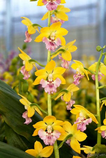 エビネ 蘭裕園 Ranyuen