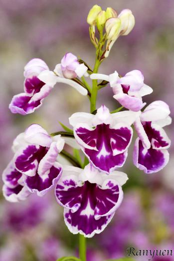 アワチドリ・夢ちどり 蘭裕園 Ranyuen